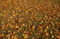 /album/autunno-e-i-suoi-frutti/autunno-e-frutti-autunnali-1-jpg/